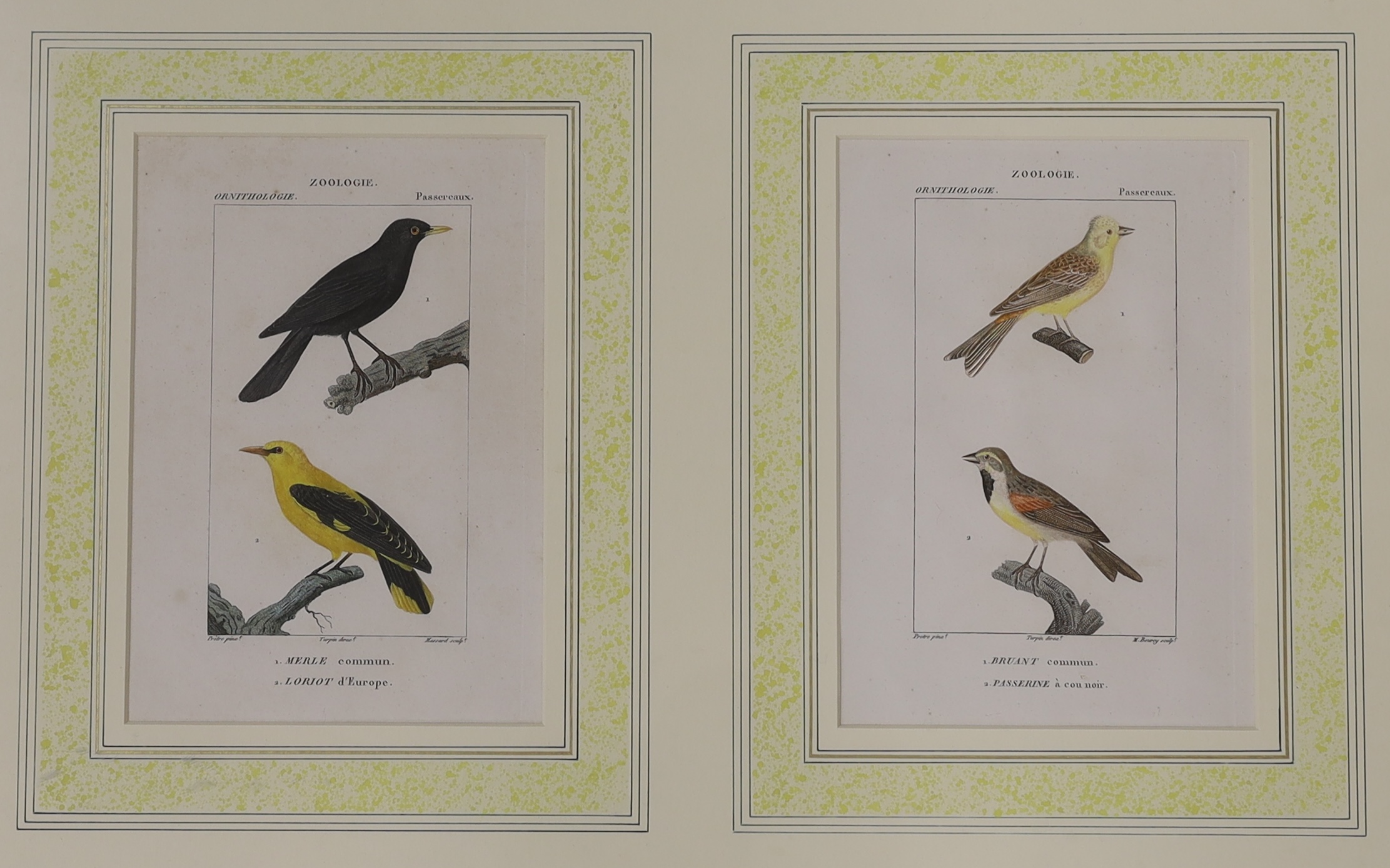 Two 19th century hand coloured ornithological engravings from Turpins ‘Dictionnaire des Sciences Naturelles’, publ. 1816-1830 Paris, F G Levrault, label verso, each overall 20 x 13.5cm, framed as one